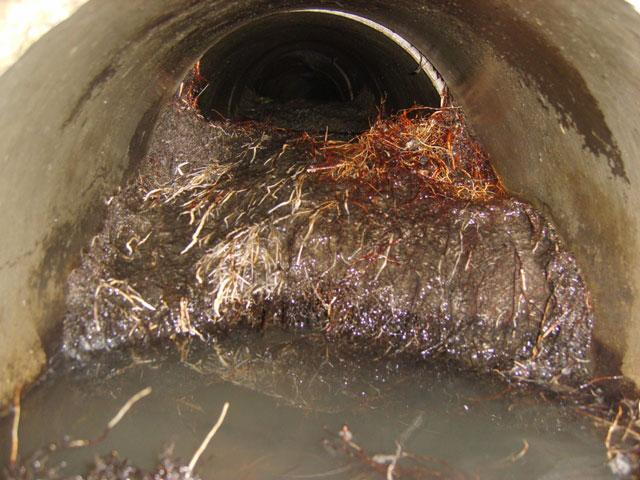 Camera view of roots in a sewer line showing why early monitoring helps prevent major clogs